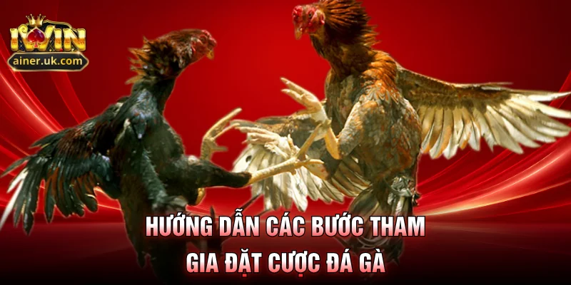 Hướng dẫn các bước tham gia đặt cược đá gà